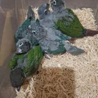 گیرینچیک سرلاکی