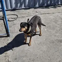 واگذاری سک نگهبان