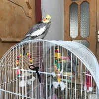یک جفت عروس هلندی