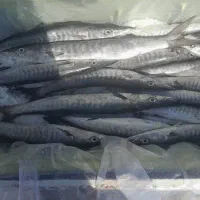 ماهی تازه|ماهی|هندیجان, |دیوار