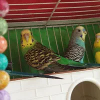 قناری|پرنده|مشهد, کارمندان دوم|دیوار