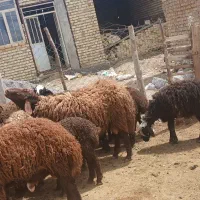 قوچ|حیوانات مزرعه|بربرود, |دیوار