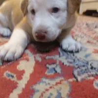 توله هاسکی واگذار میشود وپشمالو شیدزو فلت|سگ|اهواز, طالقانی|دیوار