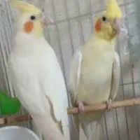 عروس هلندی