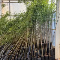 نهال درخت زبان گنجشک