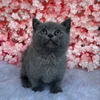 گربه بریتیش دوماهه