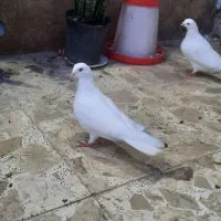 کبوتر بلژیکی