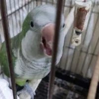 راهب