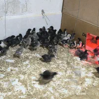 جوجه استرالوپ برهما و گلین فول