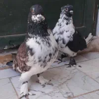 کبوتر قاره کاکلی پا چکمه    با جوجه هاش