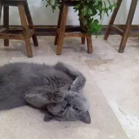 اسکاتیش نر رایگان نیست|گربه|پردیس, فاز ۸|دیوار