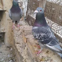 فروش کبوتر