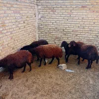 میش آبستن قزل افشاری درشت و سنگین|حیوانات مزرعه|شاهنجرین, |دیوار