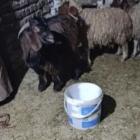 سه عدد بز با دوتا گوسفند ماده