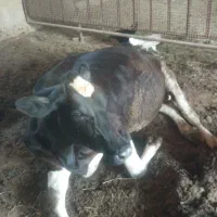 گاو آبستن