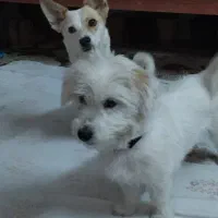 واگذاری|سگ|اصفهان, پوریای ولی|دیوار