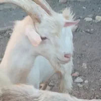 بزغاله سانن