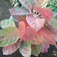 تولید وفروش انواع گلهای آپارتمانی وباغچه. ای|گل و گیاه طبیعی|گتاب, |دیوار