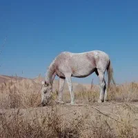 فروش مادیان همراه کره|اسب و تجهیزات اسب‌سواری|شیروان (خراسان), |دیوار