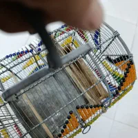 قفس|لوازم جانبی حیوانات|آستارا, |دیوار