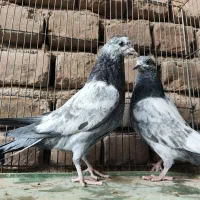 جوجه بعدازظهری بشرط|پرنده|قم, شهرک مهدیه|دیوار