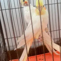 تعدادی عروس هلندی جفت مولد لوتینو و سینامون|پرنده|حبیب آباد, |دیوار