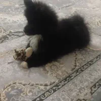 سگ خرسی پامیر