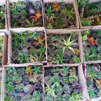 پک کاکتوس‌ و گل و گیاه،طرح تعویض‌ با کاغذ و کتاب