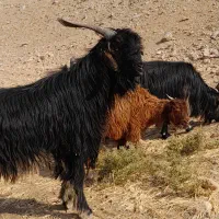 پازن تخمی فروشی|حیوانات مزرعه|چرام, |دیوار