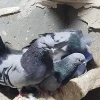 کبوترسبزو ست آبی