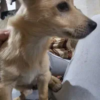 سگ گمشده مژدگانی ۳میلیون