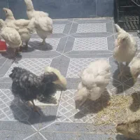 جوجه محلی