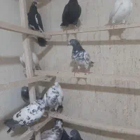 کبوتر پرشیکبوتر پرشی
