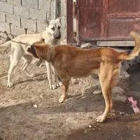 ماده سرابی|سگ|میانه, |دیوار