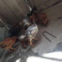 جوجه محلی سرحال مرغ و خروس