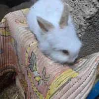 خرگوش