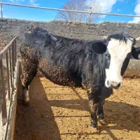 گوساله ماده|حیوانات مزرعه|قیدار, |دیوار