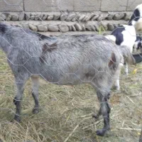 فروش چند راس بز ماده