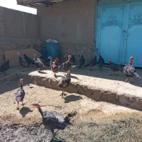 بوقلمون