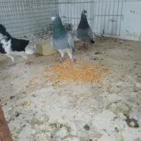 یک جفت مسافتی و یک نر جوان اصفهانی سیاه