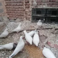 کبوتر نوک سیاه