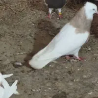 سی تا طوقی|پرنده|برازجان, |دیوار