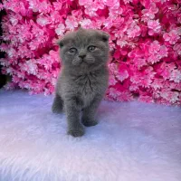 گربه نژاد اسکاتیش فولد شورت هیر|گربه|آمل, |دیوار