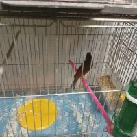 تعدادقنار نر سوختی|پرنده|ابریشم, |دیوار