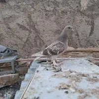 ترکیه ای بزن.خون خالص|پرنده|میبد, |دیوار