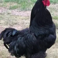 خروس سیاه و مرغ سیا و سفید جهت قربانی نذری چشم زخم