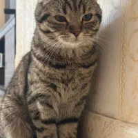 گربه اسکاتیش فولد تبی