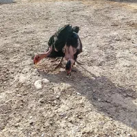 جوجه محلی|حیوانات مزرعه|زابل, |دیوار