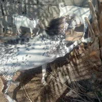 نر صلاله نقشی