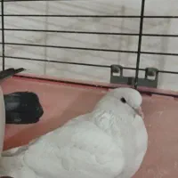 یه سفید گم شد ه